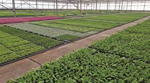 Kernock Park Plants